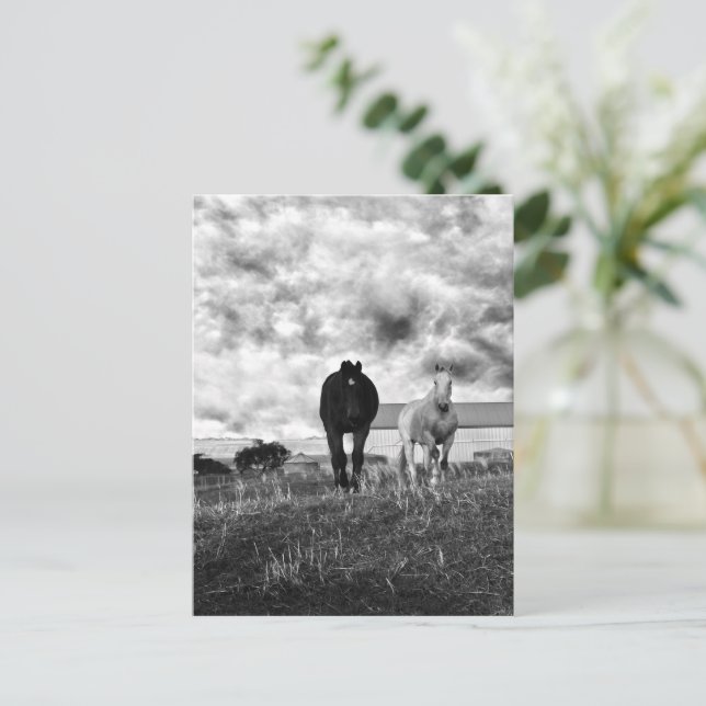 Black White Horse Greeting Photography, Postcard (Standing Front)