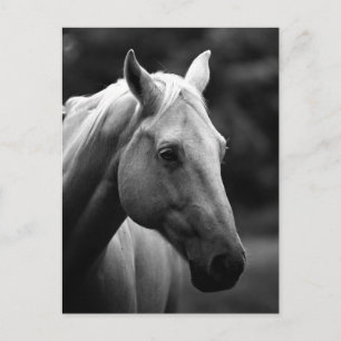 Black & White Horse Head Postcard