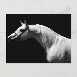 Black & White Horse Holiday Postcard