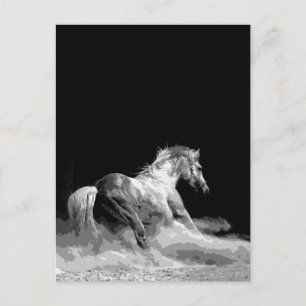 Black & White Horse in Action Postcard