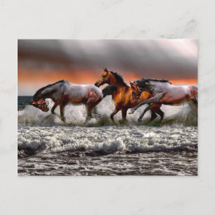 Black White Horse Monochrome Picture  Postcard