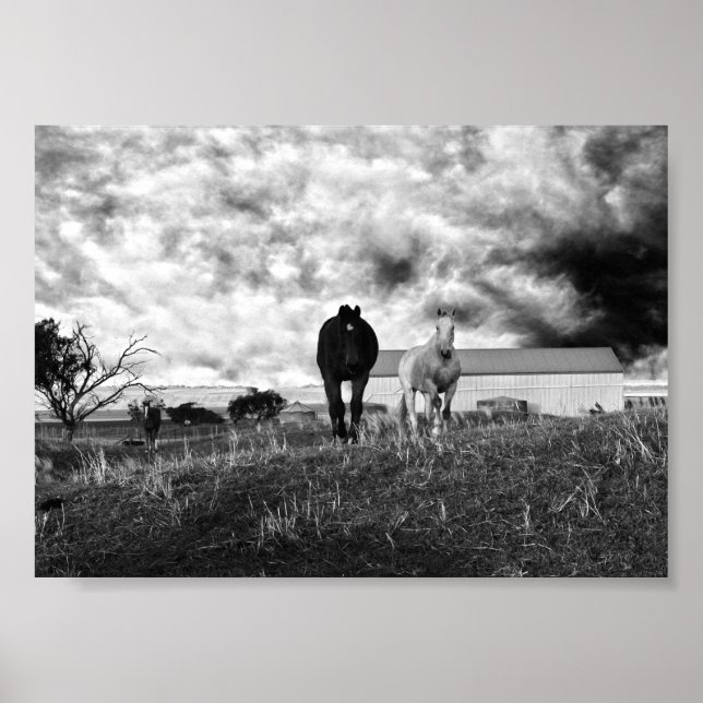 Black White Horse Photography, Poster (Front)