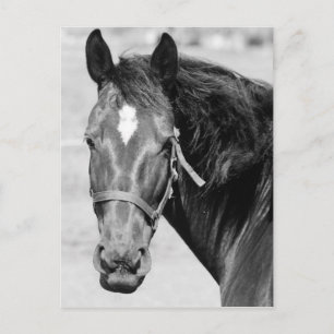 Black White Horse Postcard