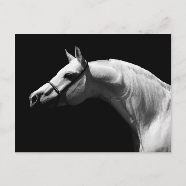Black & White Horse Postcard (Front)