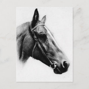 Black & White Horse Postcard