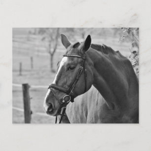 Black White Horse Postcard