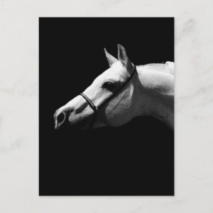 Black & White Horse Postcard