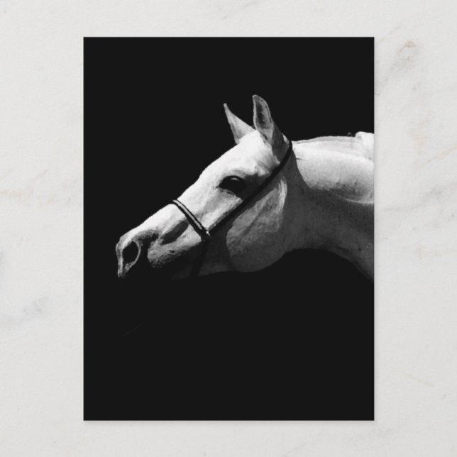 Black & White Horse Postcard (Front)
