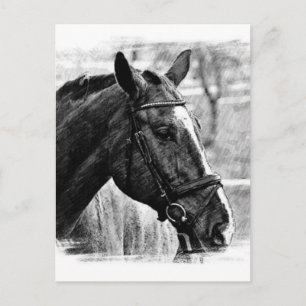 Black White Horse Sketch Postcard