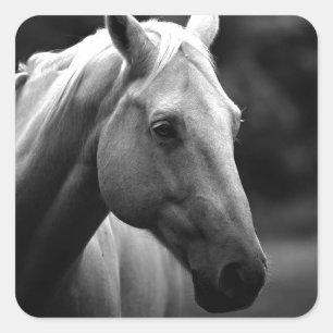 Black White Horse Square Sticker