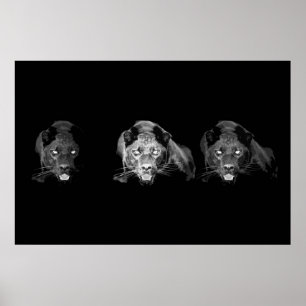 Black & White Jaguar Poster - Wild Cats