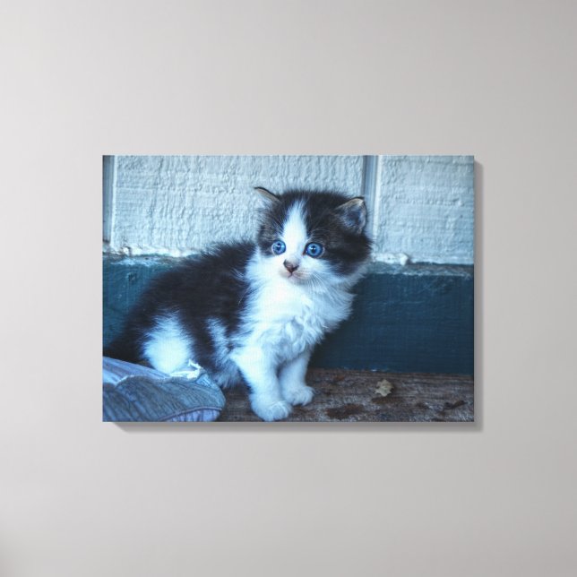 Black + White Kitten Canvas Print (Front)