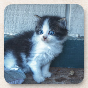 Black + White Kitten Coaster