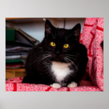 Black & White Kitty Cat Customisable Poster