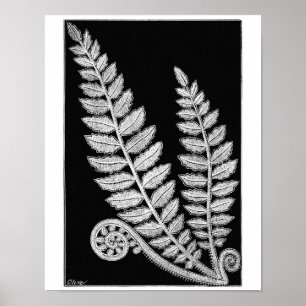 Black & White Lace Fern Vintage Poster Art Print