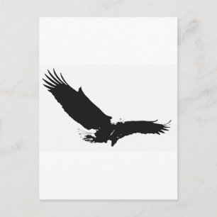 Black & White Landing Eagle Postcard