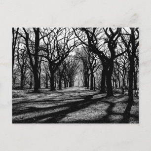 Black & White Landscape in Central Park Postcard