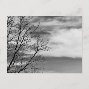 Black & White Landscape Nature Photo Postcard