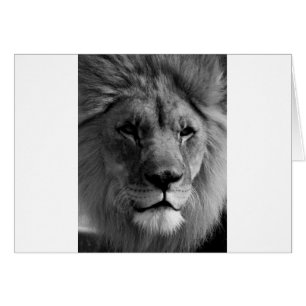 Black & White Lion