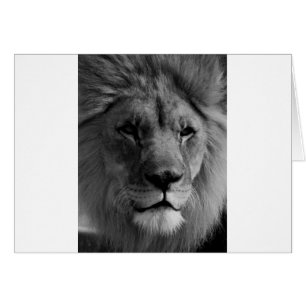 Black & White Lion