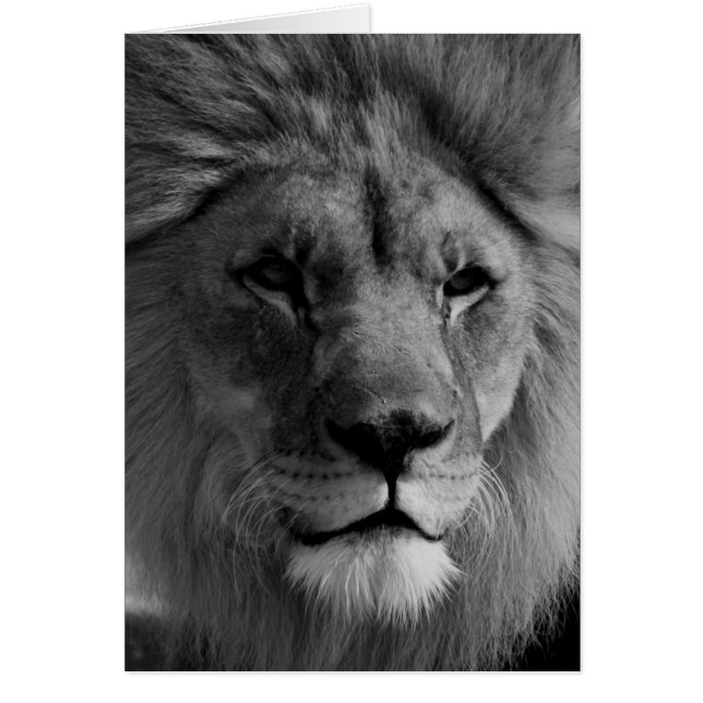 Black & White Lion (Front)