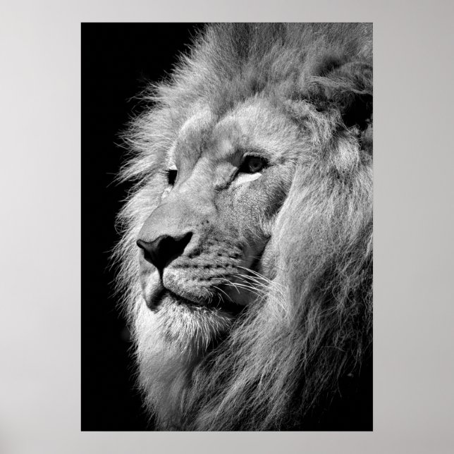 Black & White Lion / Animal Photography Art Poster (Front)