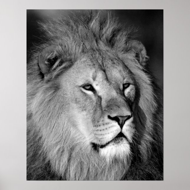 Black White Lion - Animal Photography Art Poster (Front)