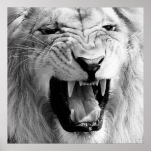 Black & White Lion Art Poster