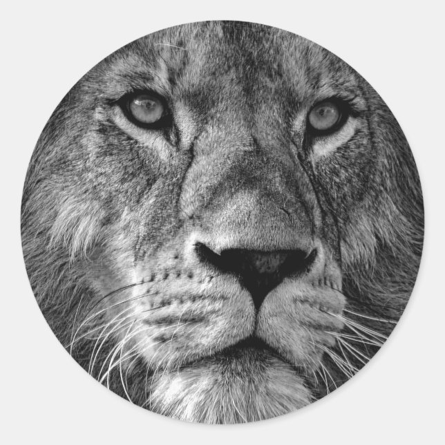 Black & White Lion Photo Classic Round Sticker (Front)