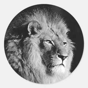 Black & White Lion Photo Classic Round Sticker