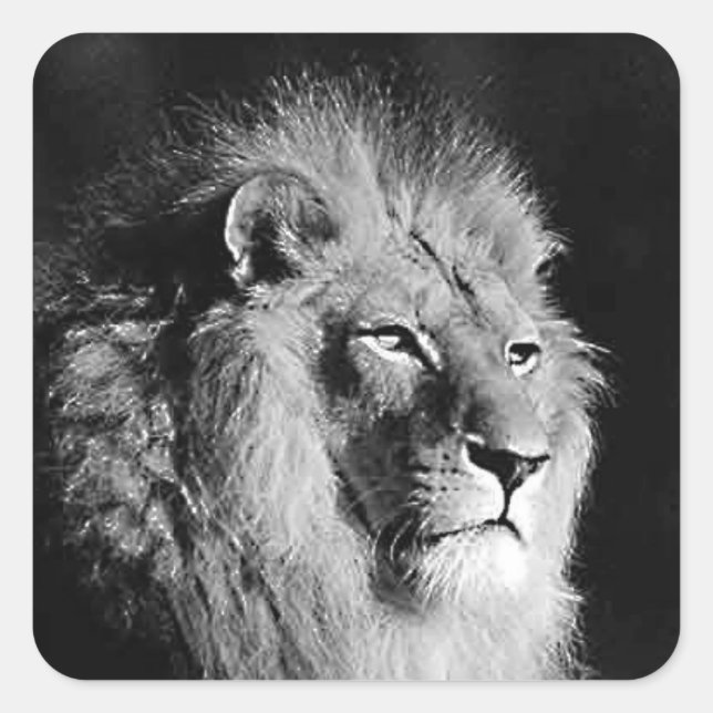 Black & White Lion Photo Motivatonal Wild Animal Square Sticker (Front)