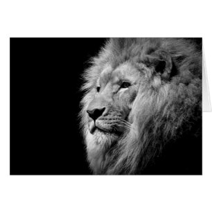 Black White Lion Portrait - Animal Photography