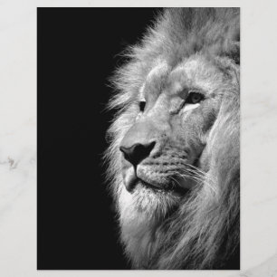 Black White Lion Portrait - Animal Photography Letterhead Design