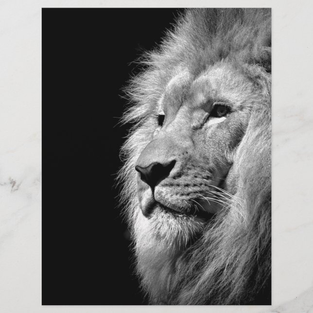 Black White Lion Portrait - Animal Photography Letterhead Design (Front)