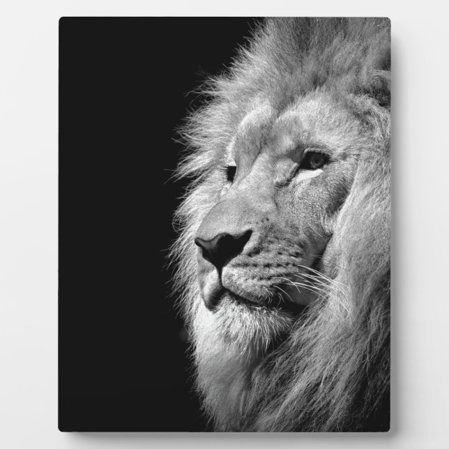 Black White Lion Portrait - Animal Photography Plaque (Front)