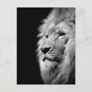 Black White Lion Portrait - Animal Photography Postcard