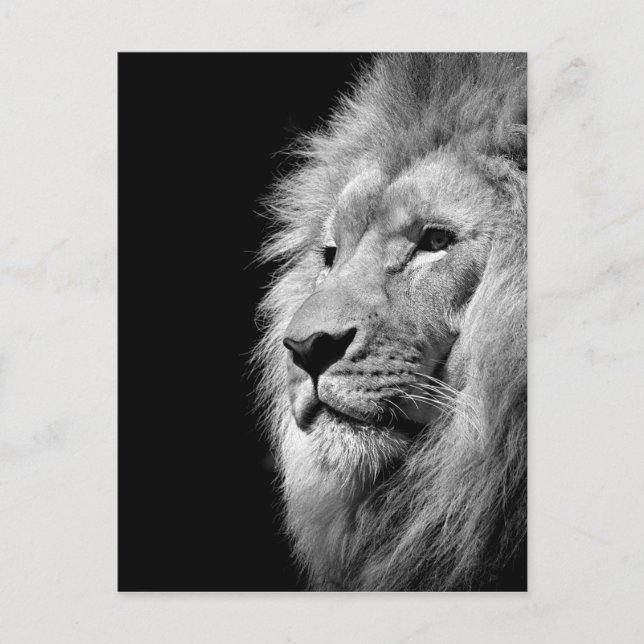 Black White Lion Portrait - Animal Photography Postcard (Front)