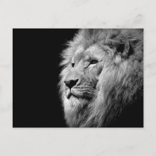 Black White Lion Portrait - Animal Photography Postcard