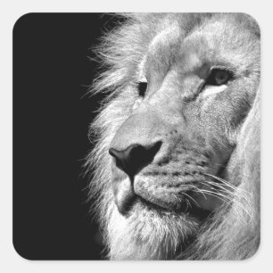 Black White Lion Portrait - Animal Photography Square Sticker
