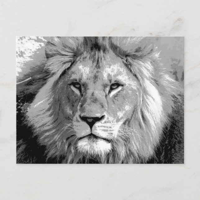Black White Lion Postcard (Front)