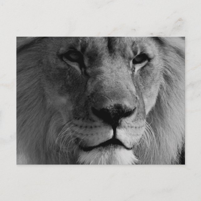 Black & White Lion Postcard (Front)