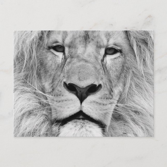 Black & White Lion Postcard (Front)