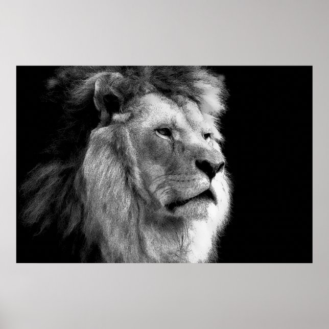 Black & White Lion Poster (Front)