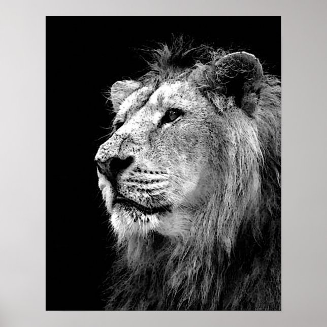 Black White Lion Poster - Animal Photography Art (Front)