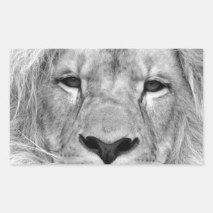 Black & White Lion Rectangular Sticker
