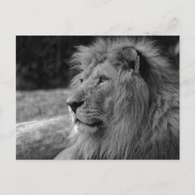 Black & White Lion the King - Animal Photography Postcard (Front)