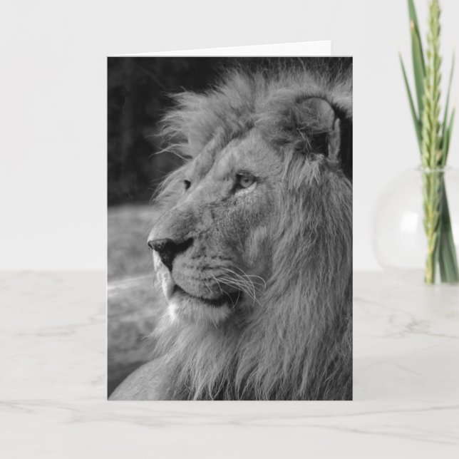 Black & White Lion - Wild Animal Card (Front)