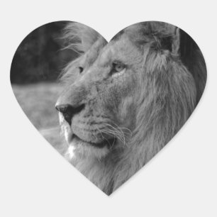 Black & White Lion - Wild Animal Heart Sticker