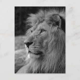 Black & White Lion - Wild Animal Postcard