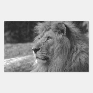 Black & White Lion - Wild Animal Rectangular Sticker